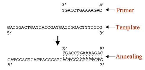 Primer Design Pyrosequencing Core
